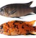 The female cichlid fish in Lake Malawi are generally drab and brown (top), making them inconspicuous to predators.  Drs. Kocher and Roberts believe that the orange blotch color pattern (bottom) emerged as a new mutation in females, and has a selective advantage in providing an alternative form of camouflage.