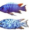 The blotched color pattern is not beneficial for males, who must appear brightly colored to attract the greatest number of female mates (photo above shows normal male coloration at top and a fish expressing the blotched color pattern below).