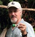 Throughout David Roubik's long career as a tropical bee biologist, he has tracked the progress of Africanized bees as they swept through Central America.  A 17-year study of these "killer bees" shows that drought and climate change may have more effect on native bees than this invasion.