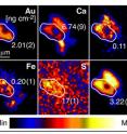 This image shows maps of pure gold with other elements. By determining what elements there are, scientists can see where the gold is located in relation to the cells. These maps are quantitative X-ray fluorescence maps showing the distribution of gold, calcium, copper, iron, sulfur and zinc in an individual cell after a minute exposure to Au(III) at pH 7.0 (the quantified area is marked in the image, and concentrations are in the image).