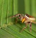 Adult female <i>Bagheera kiplingi</i> eats Beltian body harvested from ant-acacia