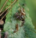 Adult female <i>Bagheera kiplingi</i> defends her nest against acacia-ant worker.