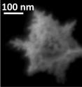 Kansas State University engineers named structures like these snowflake-shaped gold nanostars, or SFGNs. These "snowflakes" are how gold formed on sheets of graphene floating in a solution.