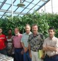 Pictured left to right are UC Riverside cowpea researchers Wellington Muchero, Ndeye Diop, Raymond Fenton, Jeff Ehlers, Philip Roberts and Timothy Close in a greenhouse on the UCR campus. Cowpea plants stand behind them. Pictured left to right are UC Riverside cowpea researchers Wellington Muchero, Ndeye Diop, Raymond Fenton, Jeff Ehlers, Philip Roberts and Timothy Close in a greenhouse on the UCR campus. Cowpea plants stand behind them.