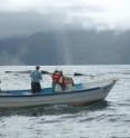 Researchers from the Wildlife Conservation Society, the American Museum of Natural History, and other organizations have conducted the largest genetic study ever on humpback whales in the Southern Hemisphere. Here, crew members observe several humpbacks off the coast of Madagascar, one of 14 study sites in the south Atlantic and Indian Oceans.