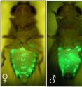 This image shows pheromone expression in the oenocytes of adult female and male <i>Drosophila melanogaster</i>.