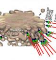 This is a new model of the Golgi apparatus.