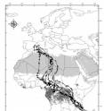 These are the autumnal migration routes of the six marked hawks who arrived in Madagascar.