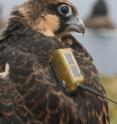 This is an Eleonora's Falcon marked Columbretes Islands.