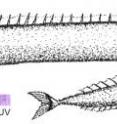 The scabbardfish (<i>Lepidopus fitchi</i>) is now the only fish known to have switched from ultraviolet to violet vision, or the ability to see blue light.