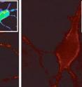 With glutamate stimulation (right), CaV1.2 channels (red) are internalized and degraded by cortical neurons under PIKfyve's direction.