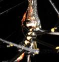 This photo shows extreme sexual size dimorphism in Nephila spiders: Small male on large female, N. pilipes, Singapore.