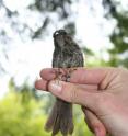 A juvenile song sparrow shows off a radio antenna that enables researchers to track it as they study how the birds learn to sing.