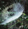 A sticky substance in spider webs may lead to the development of a new generation of biobased adhesives and glues that could replace some petroleum-based products.