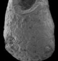 This is a <i>Cambrothyra</i> fossil.