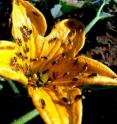 This photo shows cucumber beetles on a squash flower.