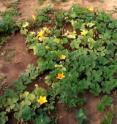 These squash plants are showing yellowing signs of zucchinni yellow virus.