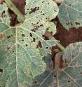 This image shows cucumber beetle damage to leaves.