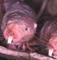 Scientists discover that the naked mole rat, the only known cancerless animal, has two-tier defense against cancer. Scientists discover that the naked mole rat, the only known cancerless animal, has two-tier defense against cancer.