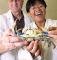 UAB biologist Doug Watson, left, and graduate assistant Hsiang-Yin Chen say the team is close to discovering the structure of the molt-inhibiting hormone that could lead them to develop methods to induce molting on command to produce soft-shell crab as needed.