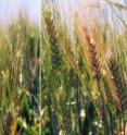 <i>Fusarium</i> causes head blight of barley.