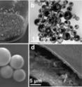 A new generation of microcapsules, shown above, promise to deliver "chemicals on demand" for a wide range of uses, including medicine and personal care.