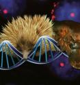 The echidna and platypus are providing valuable clues about the evolution of mammals, including humans.