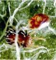 This is a photo of predator mite attacking a spider mite.