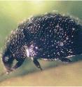 This is a photo of a tiny, black lady bug mite predator.