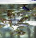 Unlike humans, zebrafish are able to regenerate amputated appendages.