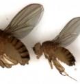 A diabetic fly? The fly on the left has normal insulin-like peptides. The fly on the right carries a deletion of insulin-like peptide genes and is small, with symptoms of human diabetes.