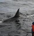 White shark biologist Scot Anderson looks on as a large white shark glides past.
