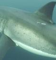 A white shark tagged with both acoustic (front) and pop-up satellite (rear) tags.  The acoustic tag is detected when the shark swims within 250 m of a listening station, while the pop-up satellite tag records information about location, temperature and depth -- and relays it to the laboratory when the tag releases itself from the shark.