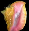 The queen conch is the largest molluscan gastropod of the six conch species found in the shallow seagrass beds of Florida, the Bahamas, Bermuda, the Caribbean Islands and the northern coasts of Central and South America.