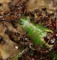 Army ants are group predators that overwhelm large arthropods and other
social insect colonies. Here, a raiding swarm of <i>Dorylus molestus</i> is
attacking a grasshopper at Mt Kenya.