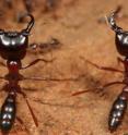 Army ants are nomadic and colonies emigrate frequently. Here, two
soldiers of the army ant <i>Dorylus molestus</i> guard a colony emigration at
Mt Kenya.