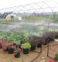 Overhead irrigation system used to irrigate the three-gallon container-grown landscape shrubs in the experiment.