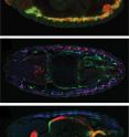 These fluorescence microscopy images of fruit fly embryos demonstrate that the scientists' computer predictions were correct. As predicted, during the early stages of development (top) a CRM called 1070 is active (red) in the mesoderm (green) -- the tissue which will give rise to all muscle types. At a later developmental stage (middle), the same CRM is active (red/pink) in the embryo’s body wall muscle (blue), but not in its gut muscle (green). At the same time (bottom), another CRM, called 5570 (red), drives development in the gut muscle (green) but not in the body wall muscle (blue).