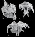 The last European hadrosaurs lived in the Iberian Peninsula