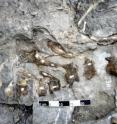 The last European hadrosaurs lived in the Iberian Peninsula.
