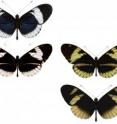 Polymorphic mimicry in <i>Heliconius cydno alithea</i> in western Ecuador, where the white form mimics the white species <i>Heliconius sapho</i> and the yellow form mimics the yellow species <i>Heliconius eleuchia</i>.