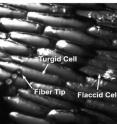 A tiny glass fiber is used to vaporize contents of cells to study the cell contents.