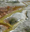 Green and orange photosynthetic microbial mats line an outflow channel from a hot spring in Yellowstone National Park. These thin mats grow only where the downstream water temperature falls below 73 C. The mats become thicker and more complex as the temperature drops. Stanford researchers found evidence for cooler waters in the ancient global ocean that would have allowed photosynthetic life to spread far beyond such narrow confines.