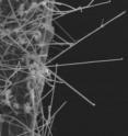 These are silicon nanowires used in the
in-situ scanning electron microscopy mechanical testing by Dr. Yong Zhu and his team. These are silicon nanowires used in the
in-situ scanning electron microscopy mechanical testing by Dr. Yong Zhu and his team.