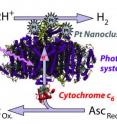 This image shows the process by which Photosystem I in thermophilic blue-green algae can be catalyzed by platinum to produce a sustainable source of hydrogen. The system was highlighted in a paper by University of Tennessee, Knoxville research Barry Bruce, et al. in <i>Nature Nanotechnology</i>.