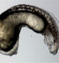 While normal human ACVR1 can rescue the altered developmental pattern of a zebrafish embryo lacking the zebrafish ACVR1 gene, the mutated FOP version of ACVR1 over-compensates for the lack of the zebrafish gene and causes excess formation of tail (ventral) structures at the expense of head (dorsal) structures.