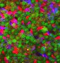 This is a high-resolution image of the surface of the adult stem cell niche in a mouse brain with a genetic label that makes FoxJ1+ cells green.  Subsets of red and blue cells constitute adult stem cells and are largely distinct from FoxJ1+ cells.