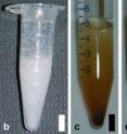 These photographs show three complex samples that can be successfully analyzed by the technique: (b) whole milk, (c) dirt and (d) coal fly ash.