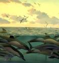 Yellow fin tuna (<i>Thunnus albacares</i>) and short-beaked common dolphin in a diorama of the eastern tropical Pacific at the American Museum of Natural History’s Milstein Family Hall of Ocean Live. Yellow fin tuna (<i>Thunnus albacares</i>) and short-beaked common dolphin in a diorama of the eastern tropical Pacific at the American Museum of Natural History’s Milstein Family Hall of Ocean Live.
