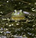 The American bullfrog is one of the many species used in the frog leg trade.
